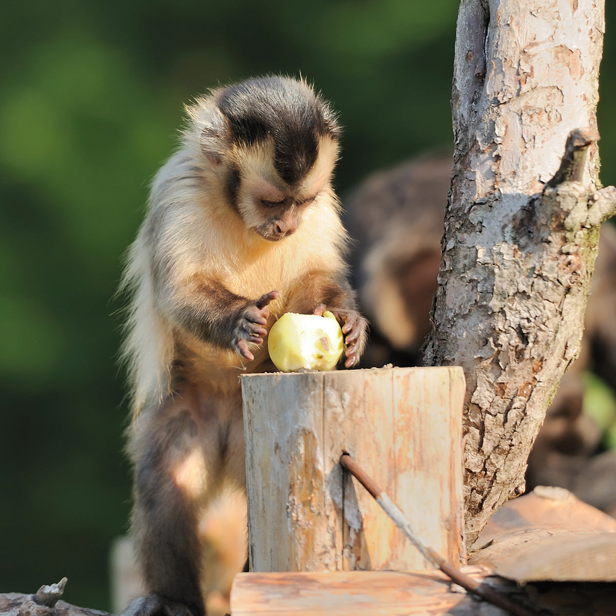 Emory Primate Center Animal Enrichment Fund